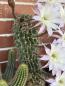 Preview: Echinopsis Hybr. lila